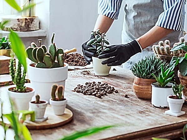 Адаптация комнатных растений после покупки 