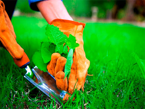 Как избавиться от сорняков на газоне: 4 тактики ведения боя