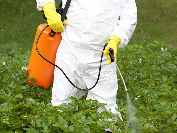 "Искра Золотая" защитит от вредителей. Инструкция по применению